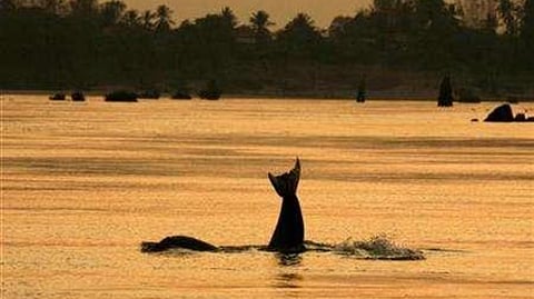 Mekong River Dolphin