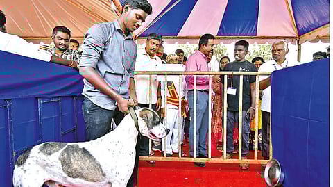 Chola-era breed ?Alangu? was the main attraction of dog show