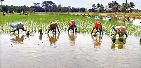 Migrant labourers from West Bengal transplanting paddy in a farm in Siruvalayam village in Ranipet?s Nemili taluk
