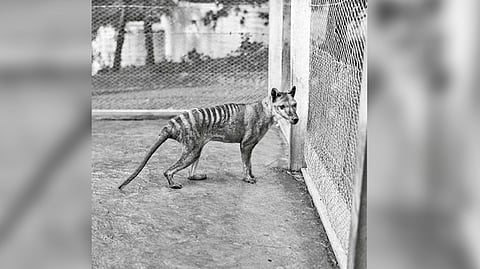 Tasmanian tiger