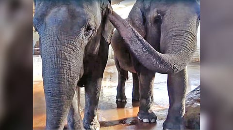 Representative image