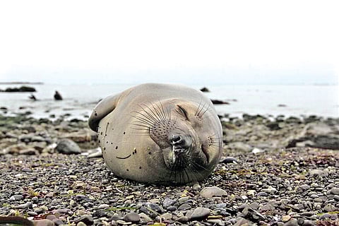 Representative image