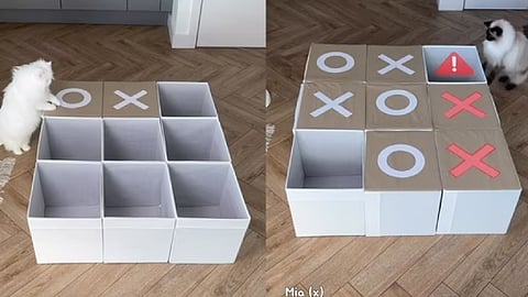 The image shows cats Mia and Jerrie playing a tic-tac-toe game.