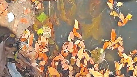 Sewage mixed with ground water in Ashok Nagar