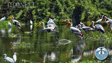 A flock of painted storks were seen quenching their thrist at Pallikaranai marshlands.