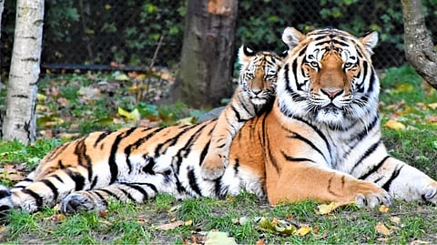 Representative image