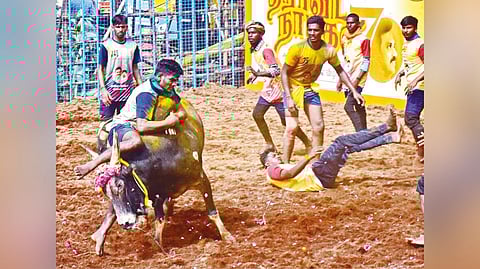 Jallikattu held to mark Stalin’s 70th birthday at Chatrapatti village