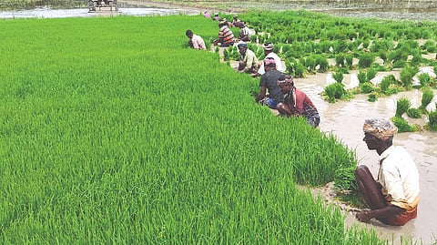 Farmers cultivating the land which was picked for coal mining in Thanjavur