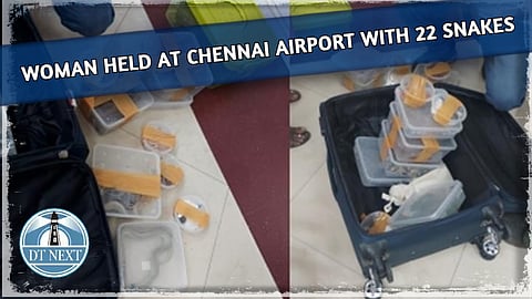 Woman held at Chennai airport with 22 snakes