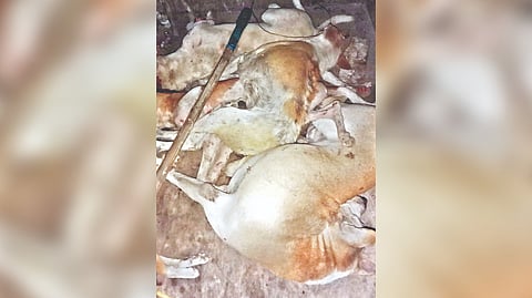 Carcasses of dogs shown in the video