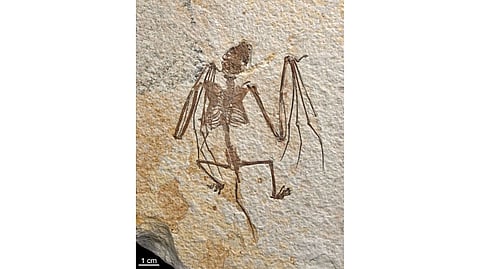Oldest-known bat skeletons shed light on evolution of flying mammals