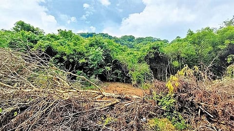 TN yet to submit revised plan, fails to get Green India Mission funds