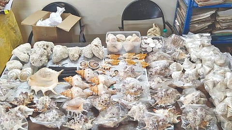 Seized items