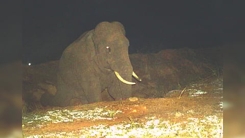 Wild elephant Karuppan seen at night when it comes to raid crops in farms near STR