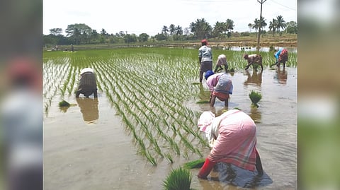 West Bengal migrants working in fields at Nemili in Ranipet district
