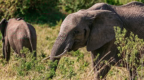 Representative image