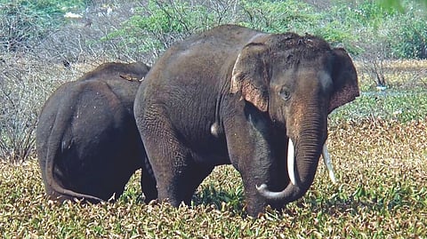 The two elephants spotted in an irrigation tank near Tirupattur town
