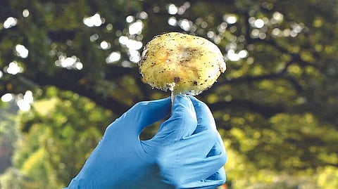 In search of an antidote for poisonous mushrooms
