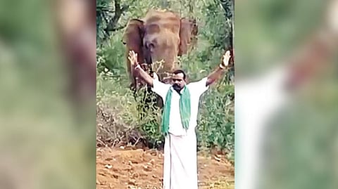 K Murugesan in front of the wild tusker