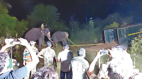 One of the captured elephants being coaxed by a kumkhi to get into a lorry near Tirupattur in 
the early hours on Friday