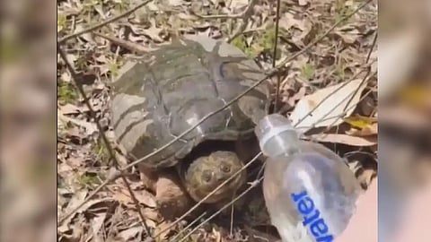 Screengrab from video