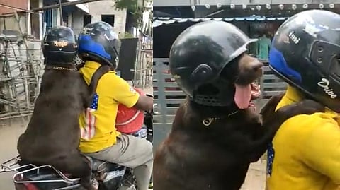 Dog wearing helmet