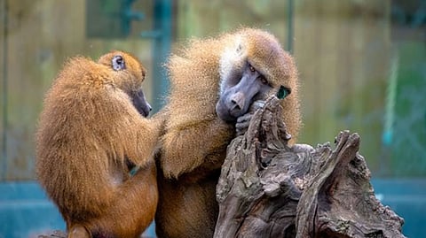 Representative image