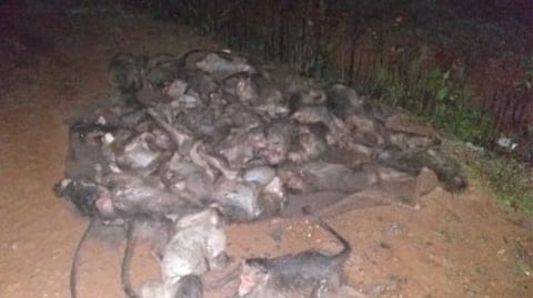 Representative image