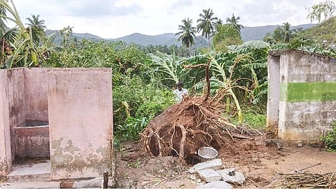 A plantain farm destroyed by gale near Gudiyattam