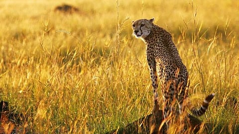 A cheetah observes the plains in Masai Mara game reserve