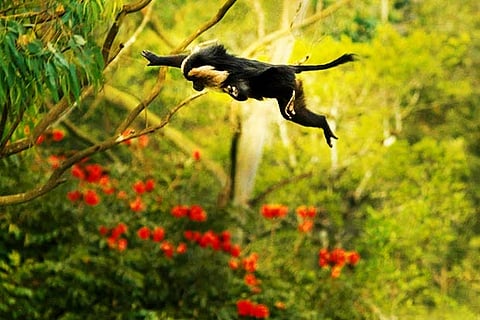 A lion tailed macaque at Valparai