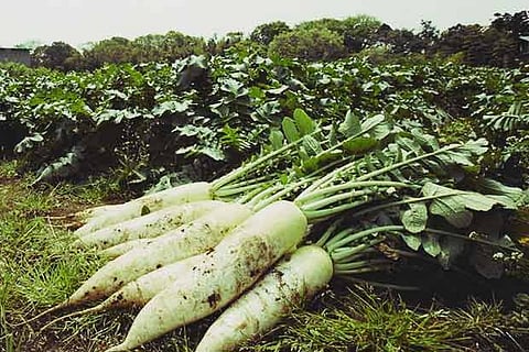 Grandma’s Wisdom: Big health benefits of radish leaves