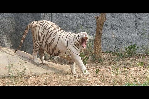 Vandalur zoo loans 7 animals