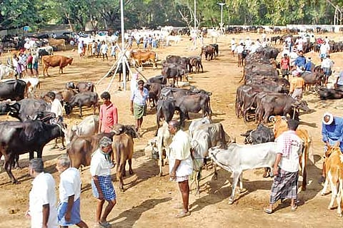 A cattle shandy in Pollachi near Coimbatore (file photo)
