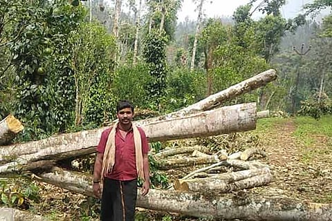 A farmer stands near an uprooted silver oak tree on his field at KC Patti in Kodaikanal, Dindigul district
