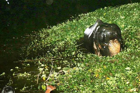 Elephant Sumithra stranded in the Uyyakondan Canal in Tiruchy on Friday