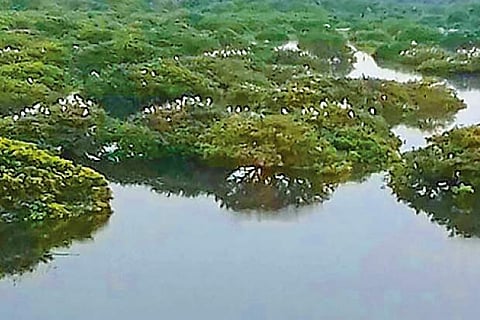 Migratory birds fly from Vedanthangal to Kancheepuram after lake goes dry