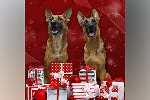 Pawsome Pets: This Christmas, help your dogs play Secret Santa