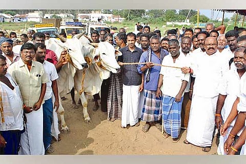 Deputy Speaker Pollachi V Jayaraman inaugurates the cattle shandy in Thippampatti near Pollachi