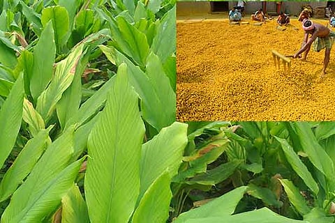 A lush green turmeric farm; and workers involved in processing turmeric in Erode district