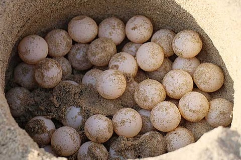 The Olive Ridley turtle eggs collected