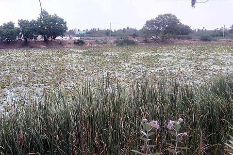 Weeds cover the Chatiram lake in Thandalam village