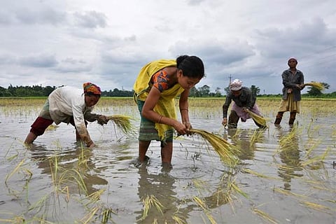 Women plant rice saplings at a paddy field in a village in Nagaon district, Assam