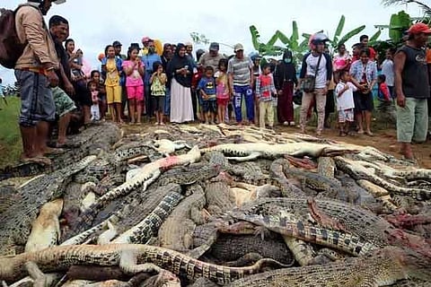 Carcasses of hundreds of crocodiles from a farm after they were killed by angry locals