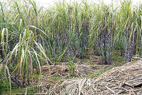 Congress warns of strike for higher cane price