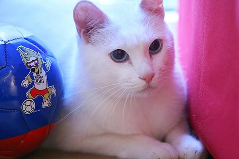 Achilles adds cat sense in Russia