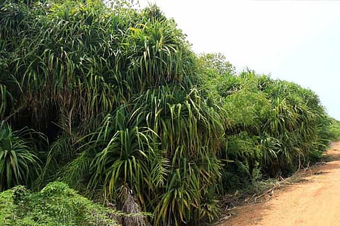 The pandanus trees in Rameswaram.(Photo: Sethu)
