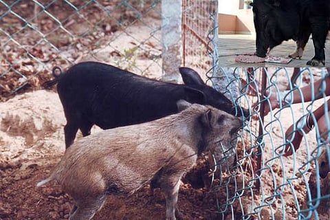 Luppy and Puckout;(Inset) Babe eating her cake.