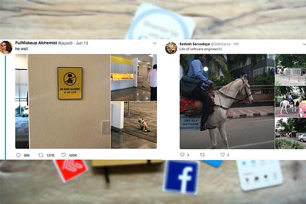 Trending in TN: Dog follows ‘no pets’ sign’ in kitchen and engineer ...