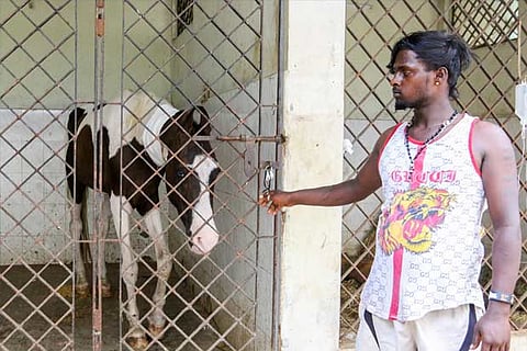 Doctors had to put nearly 50 stitches on the horse?s neck to close the wound.(Pix: Justin George)